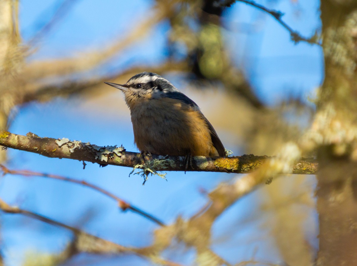 Red-breasted Nuthatch - ML299162641