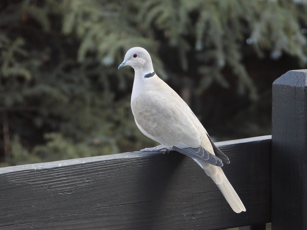 Eurasian Collared-Dove - ML299172471