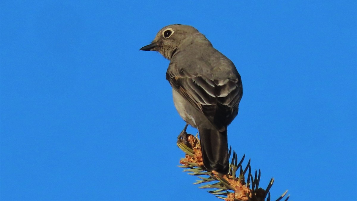 Townsend's Solitaire - Christopher Frick