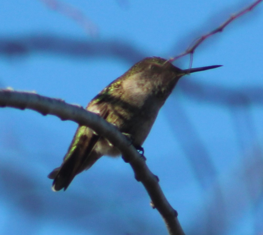 Anna's Hummingbird - ML299182041