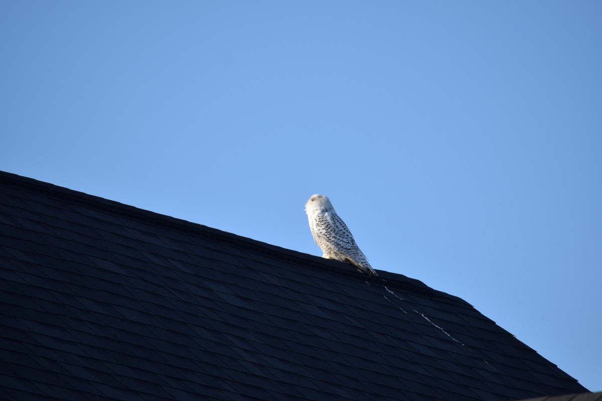 Snowy Owl - ML299182911