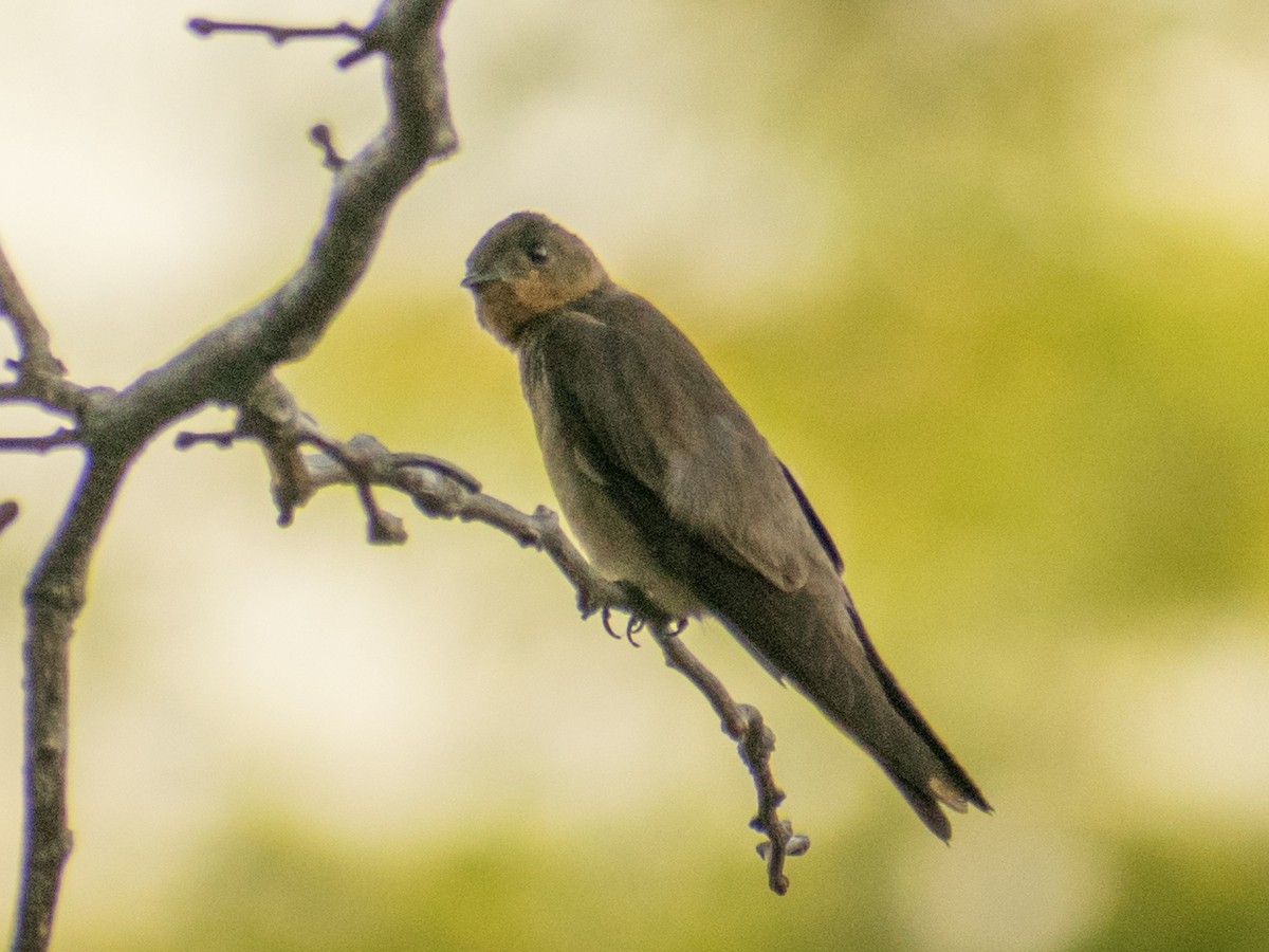 Southern Rough-winged Swallow - Claudio Martin