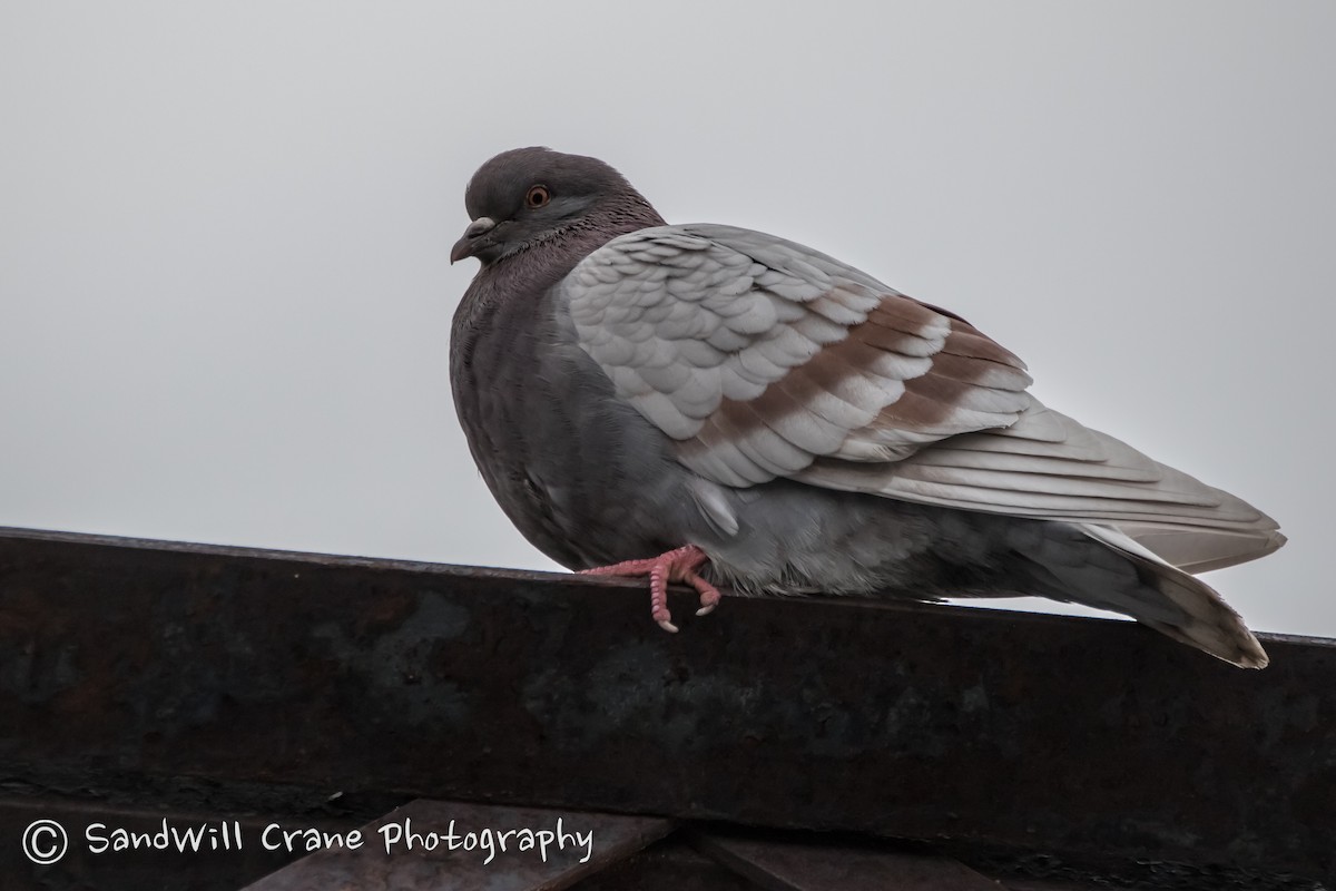 Rock Pigeon (Feral Pigeon) - ML299193641