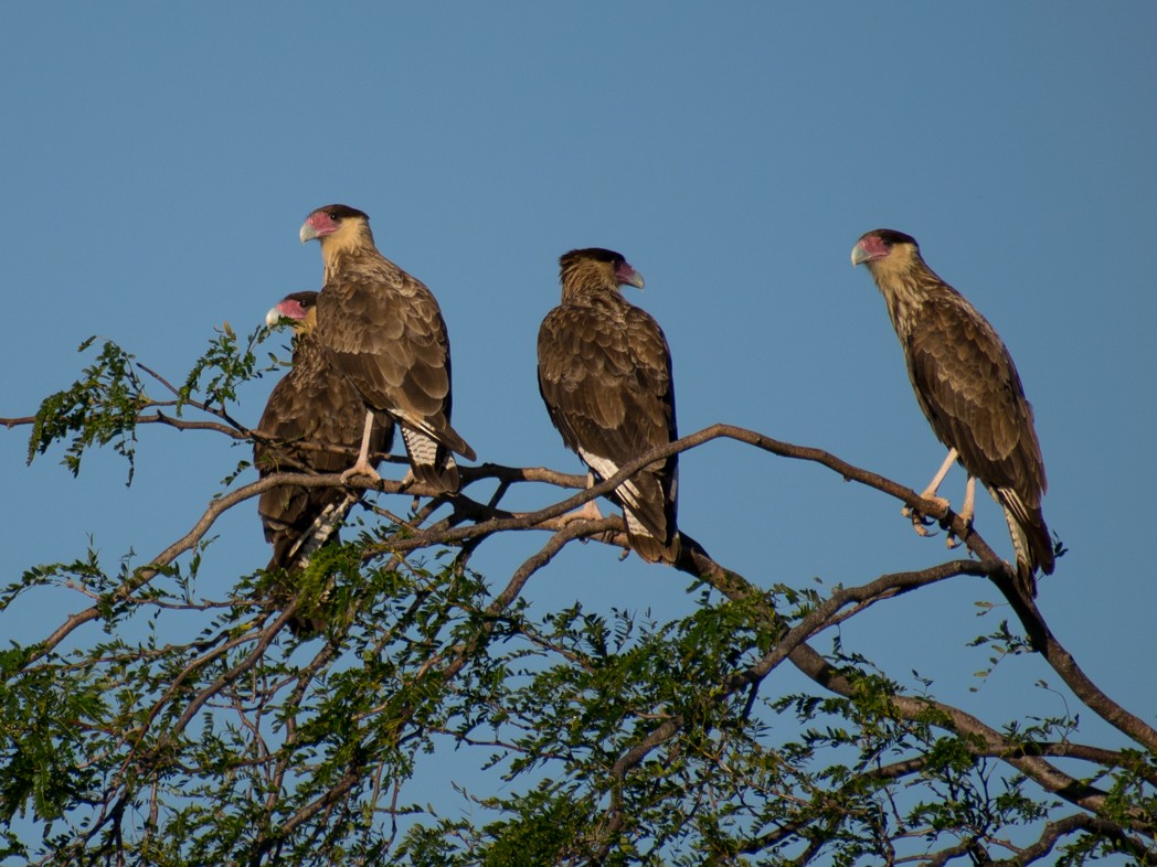 Crested Caracara (Southern) - ML299195651