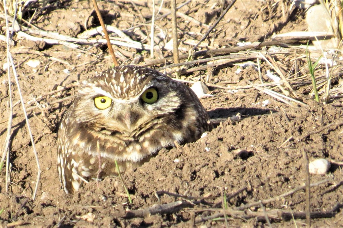 Burrowing Owl - ML299196781