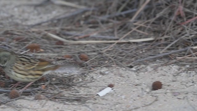 Black-faced/Masked Bunting - ML299197961