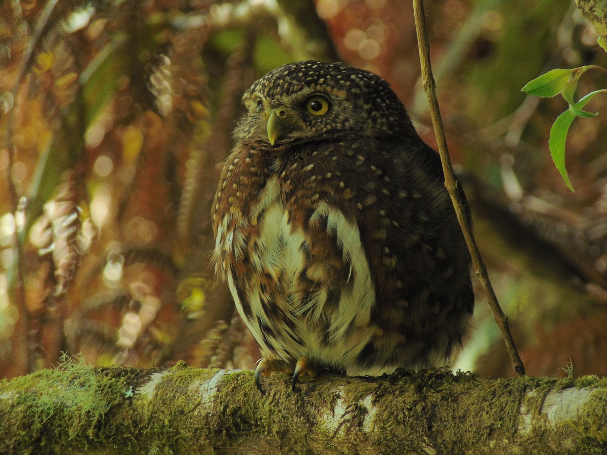 Costa Rican Pygmy-Owl - ML299215201