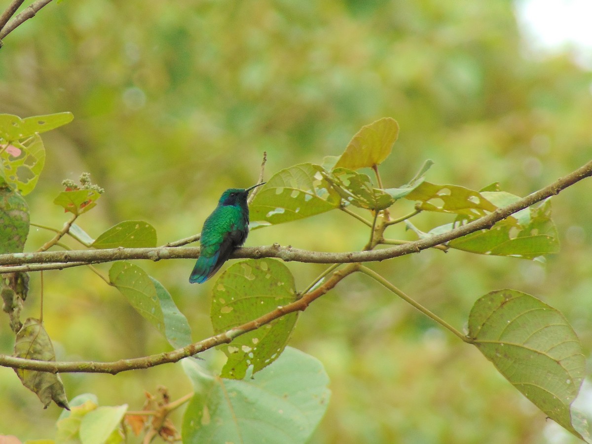 kolibřík modrouchý - ML299216251
