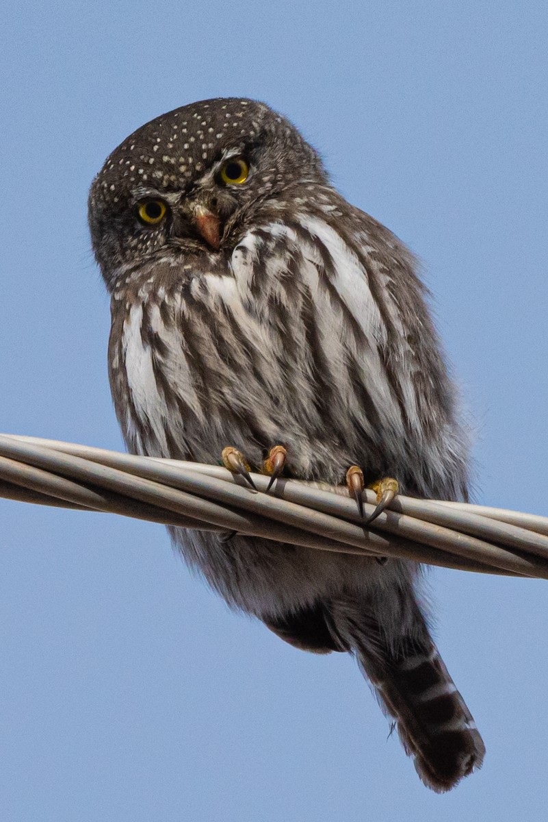 Northern Pygmy-Owl - Mike Thompson