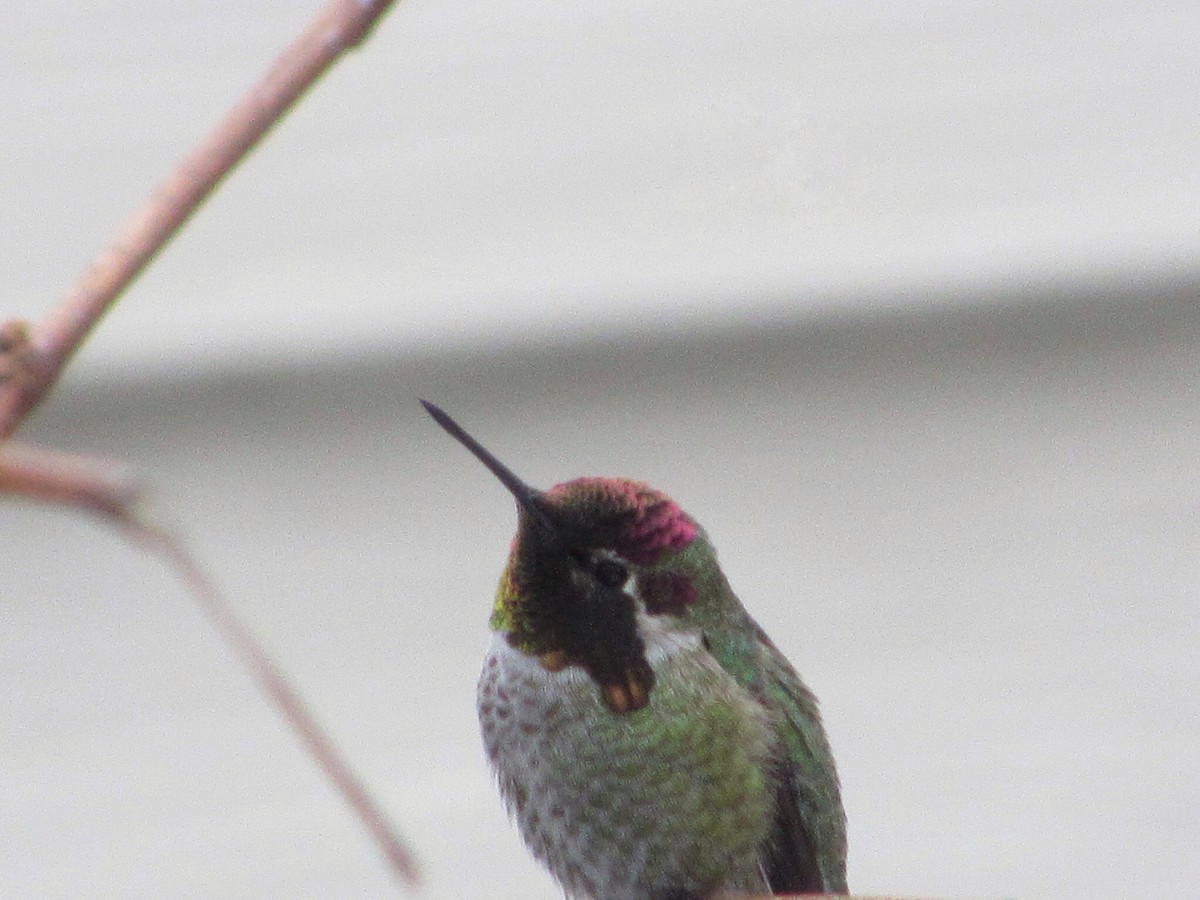 Anna's Hummingbird - ML299225611