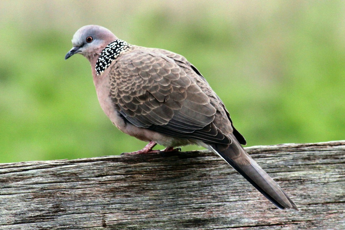 Spotted Dove - ML29922591
