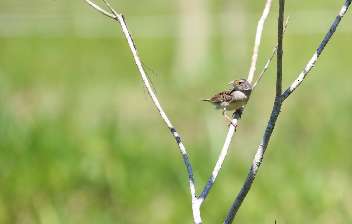 Grassland Sparrow - ML299227801