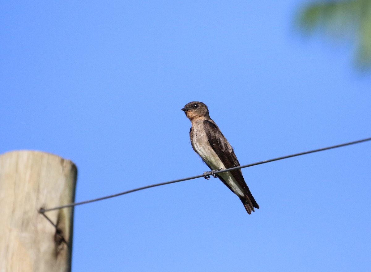 Southern Rough-winged Swallow - John Deitsch