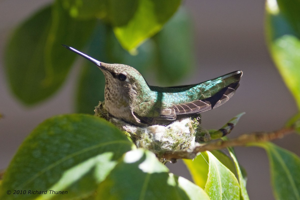Anna's Hummingbird - Richard Thunen
