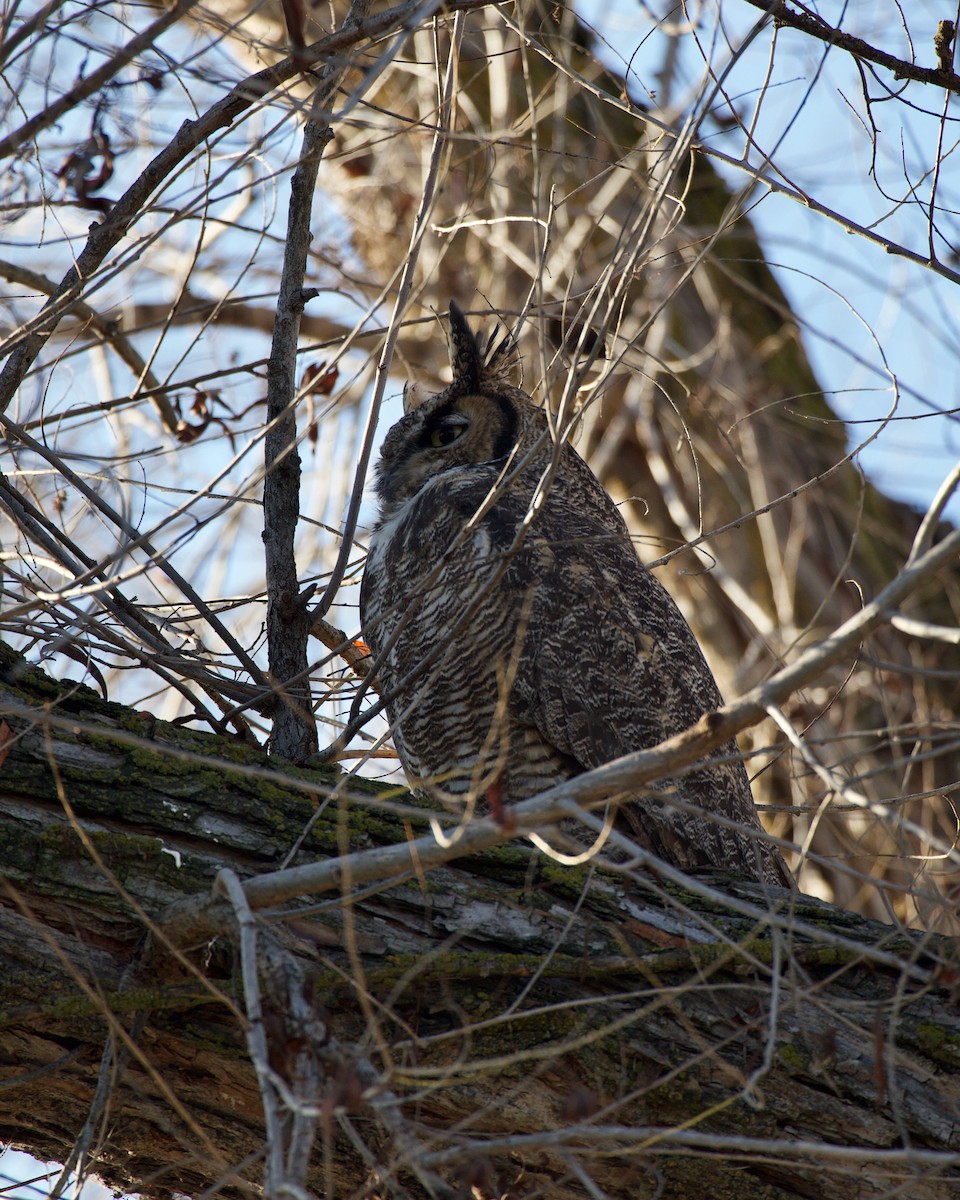 Great Horned Owl - Chris D'Amico