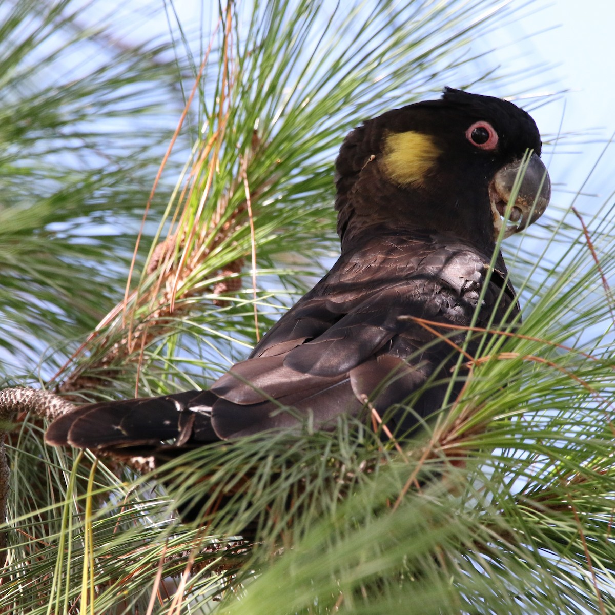 Yellow-tailed Black-Cockatoo - Peter Johnson