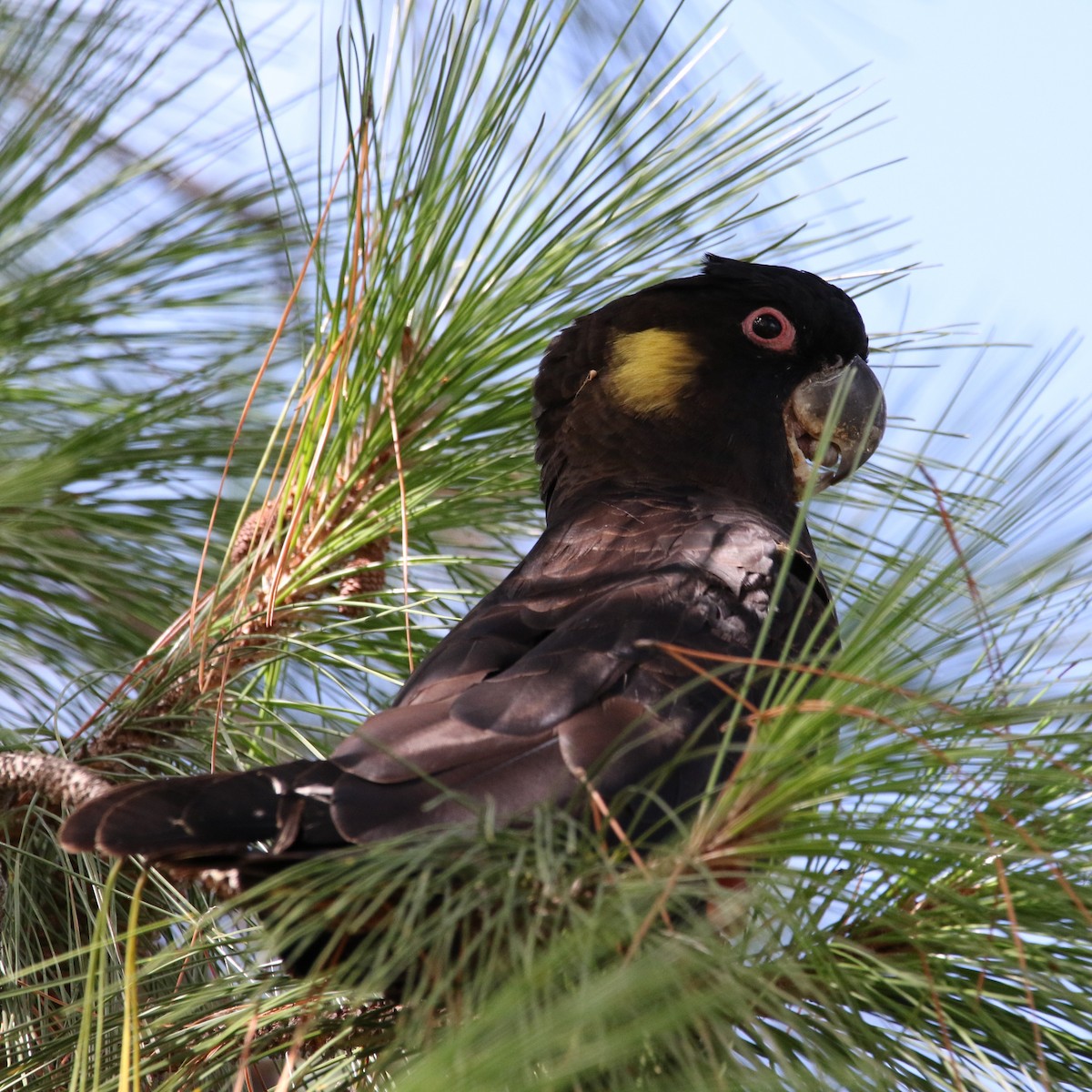 Yellow-tailed Black-Cockatoo - Peter Johnson