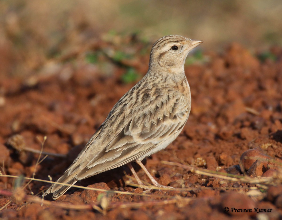 Mongolian Short-toed Lark - ML299246881