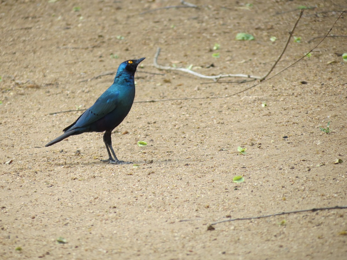 Greater Blue-eared Starling - ML299247231