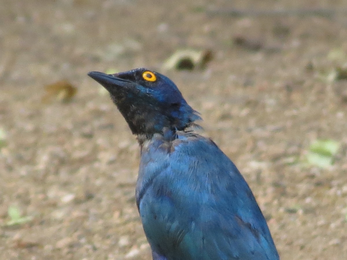 Greater Blue-eared Starling - ML299247271