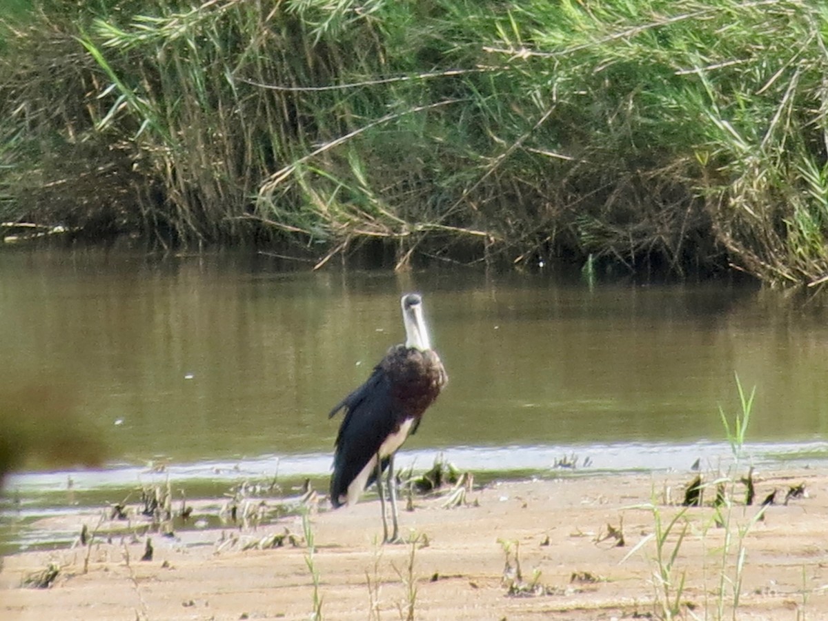 African Woolly-necked Stork - Becky Flanigan