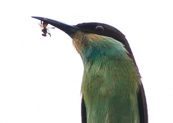 Blue-throated Bee-eater - David Gandy