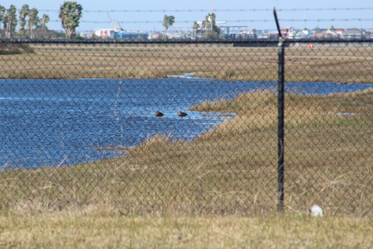 eBird Checklist 14 Jan 2021 Galveston Airport/Tin Cup’s Caddy Shack