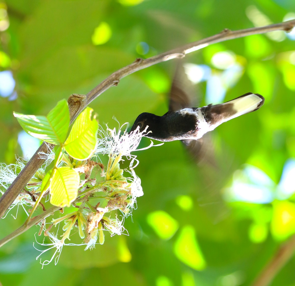kolibřík černobílý - ML299260931