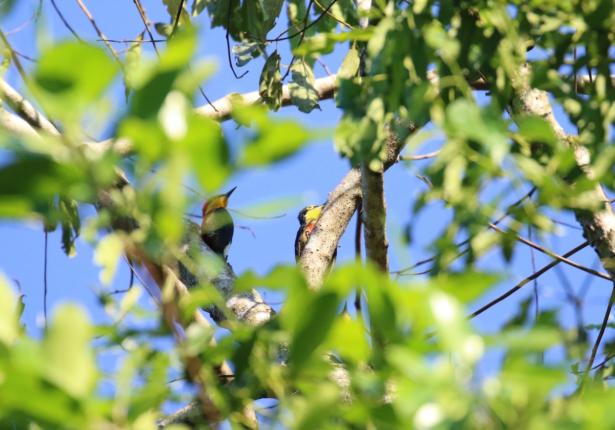 Yellow-fronted Woodpecker - ML299263701