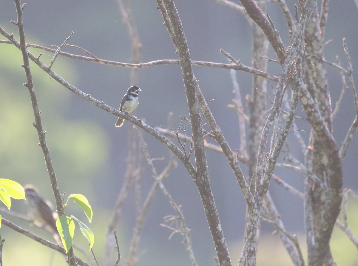 Double-collared Seedeater - ML299266331
