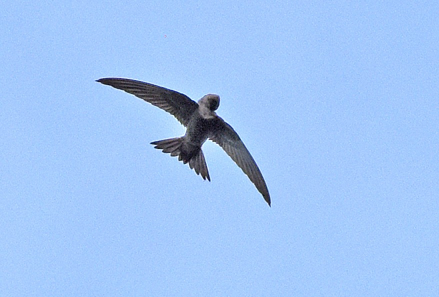 House Swift - Laurie Ross | Tracks Birding & Photography Tours
