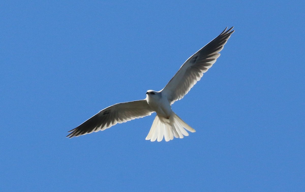 White-tailed Kite - ML299270391