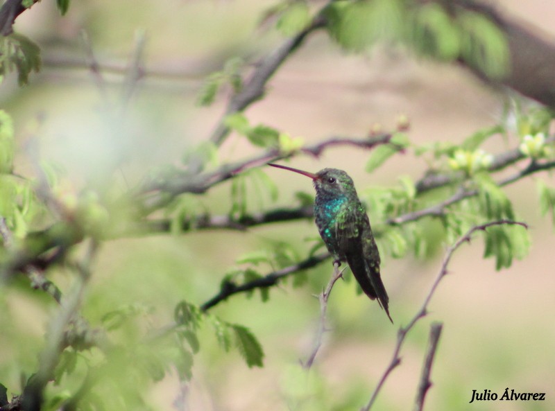 Broad-billed Hummingbird - ML29927401