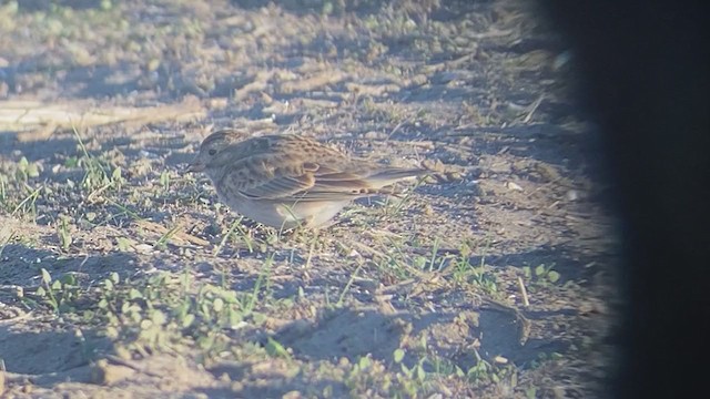 Thick-billed Longspur - ML299274441