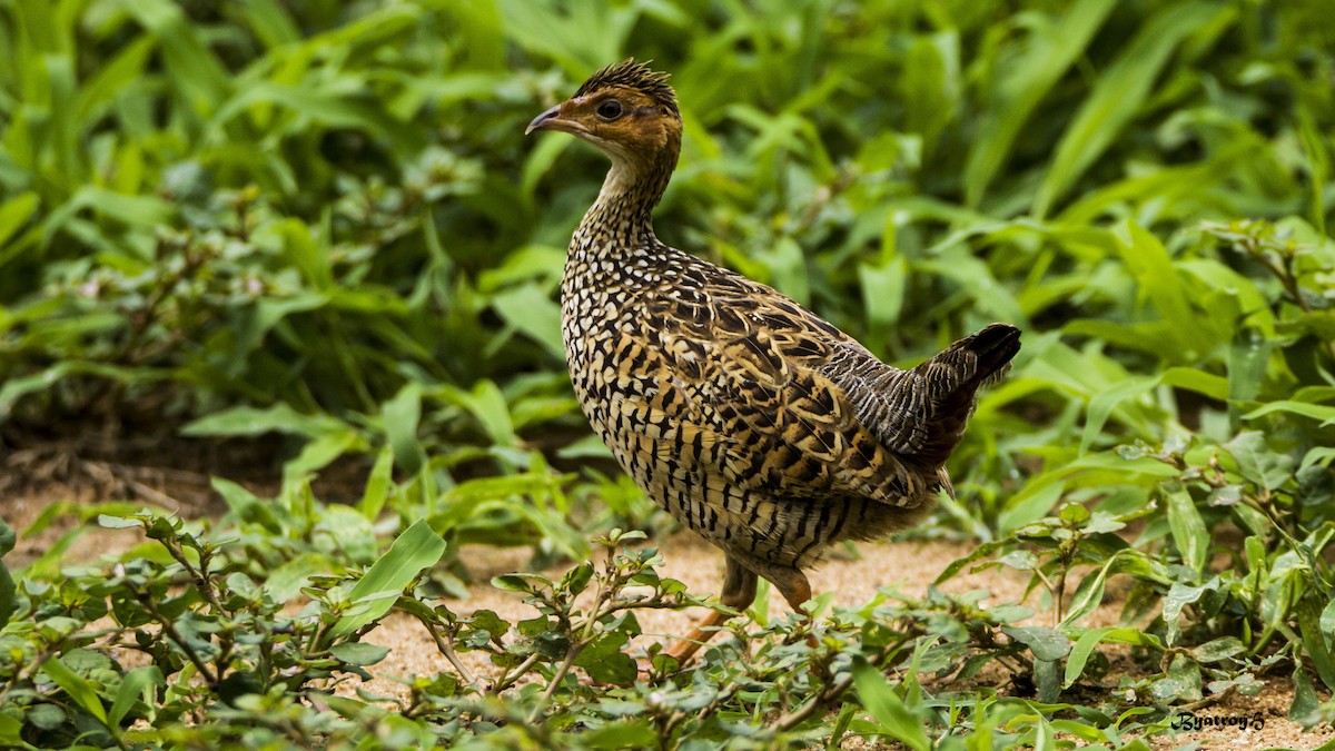 Painted Francolin - ML29927601