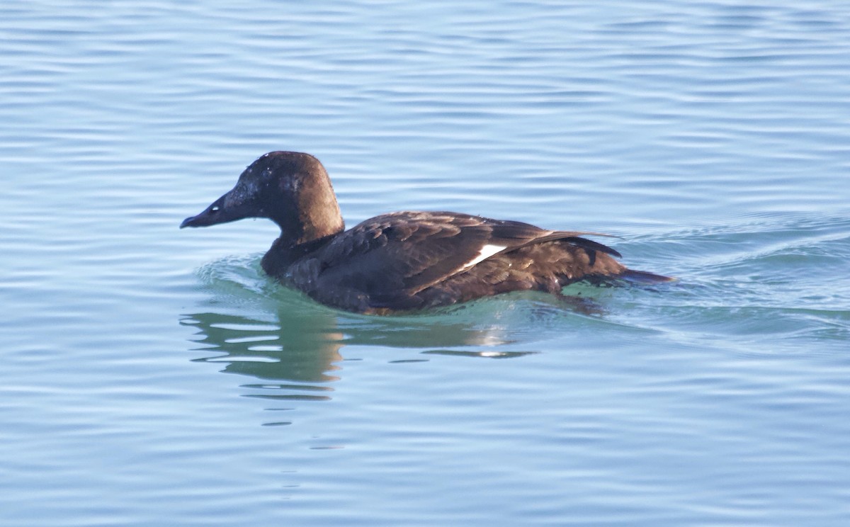 White-winged Scoter - Rob O'Donnell