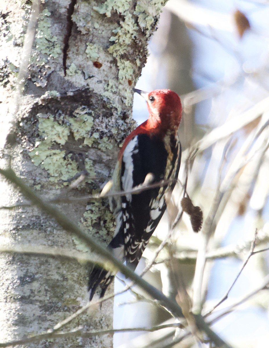 Red-breasted Sapsucker - Rob O'Donnell