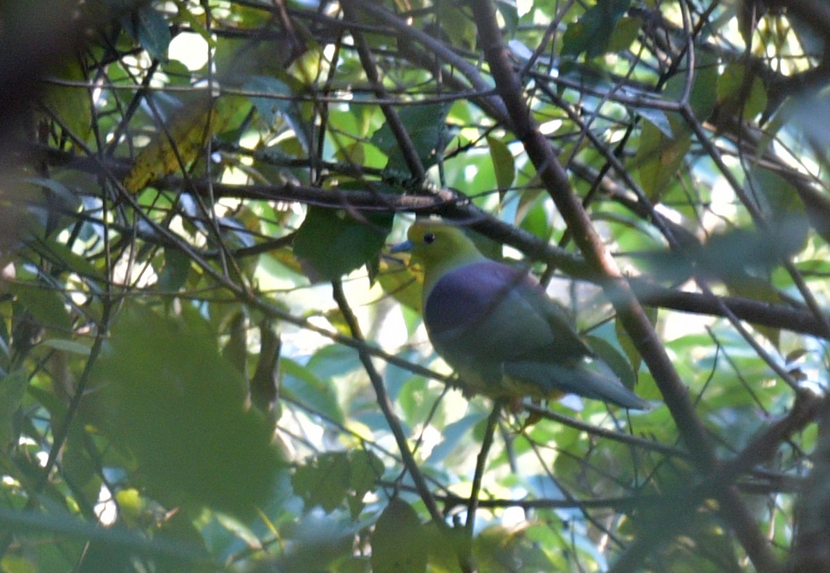 Wedge-tailed Green-Pigeon - Rofikul Islam