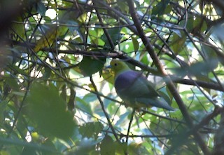 Wedge-tailed Green-Pigeon, ML299281371