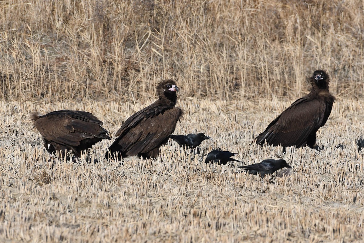 Cinereous Vulture - Henrik Thorlund