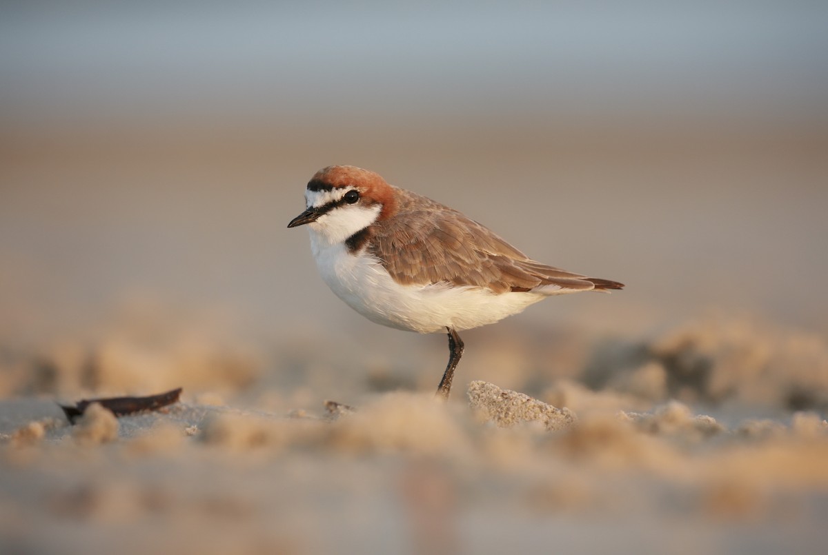 Red-capped Plover - ML299291981