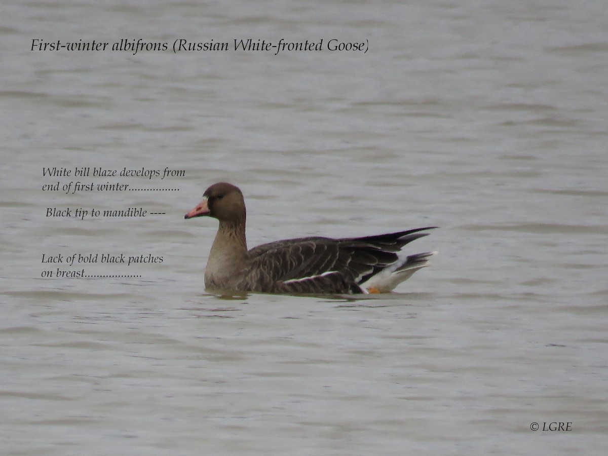 Greater White-fronted Goose (Eurasian) - ML299299811