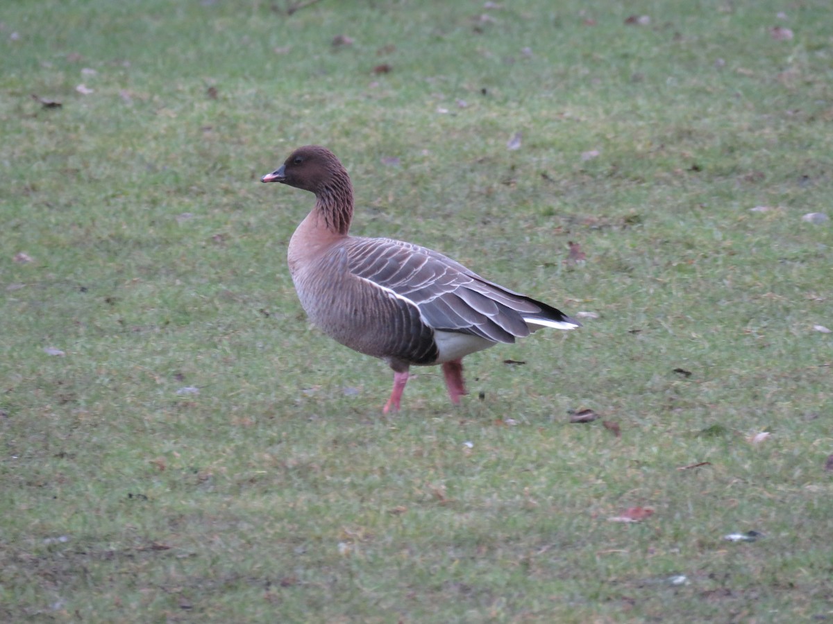 Pink-footed Goose - ML299299831