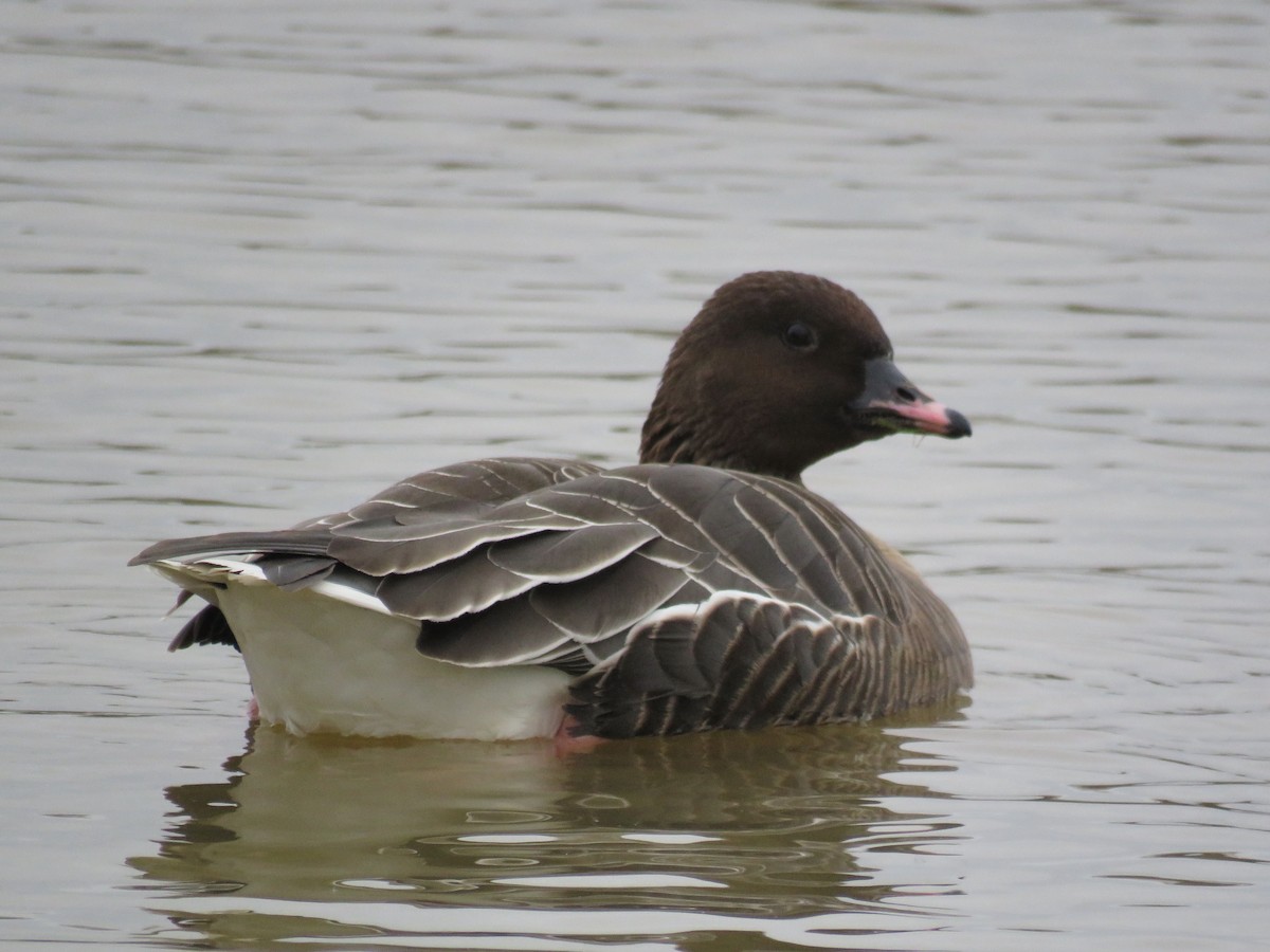 Pink-footed Goose - ML299299841