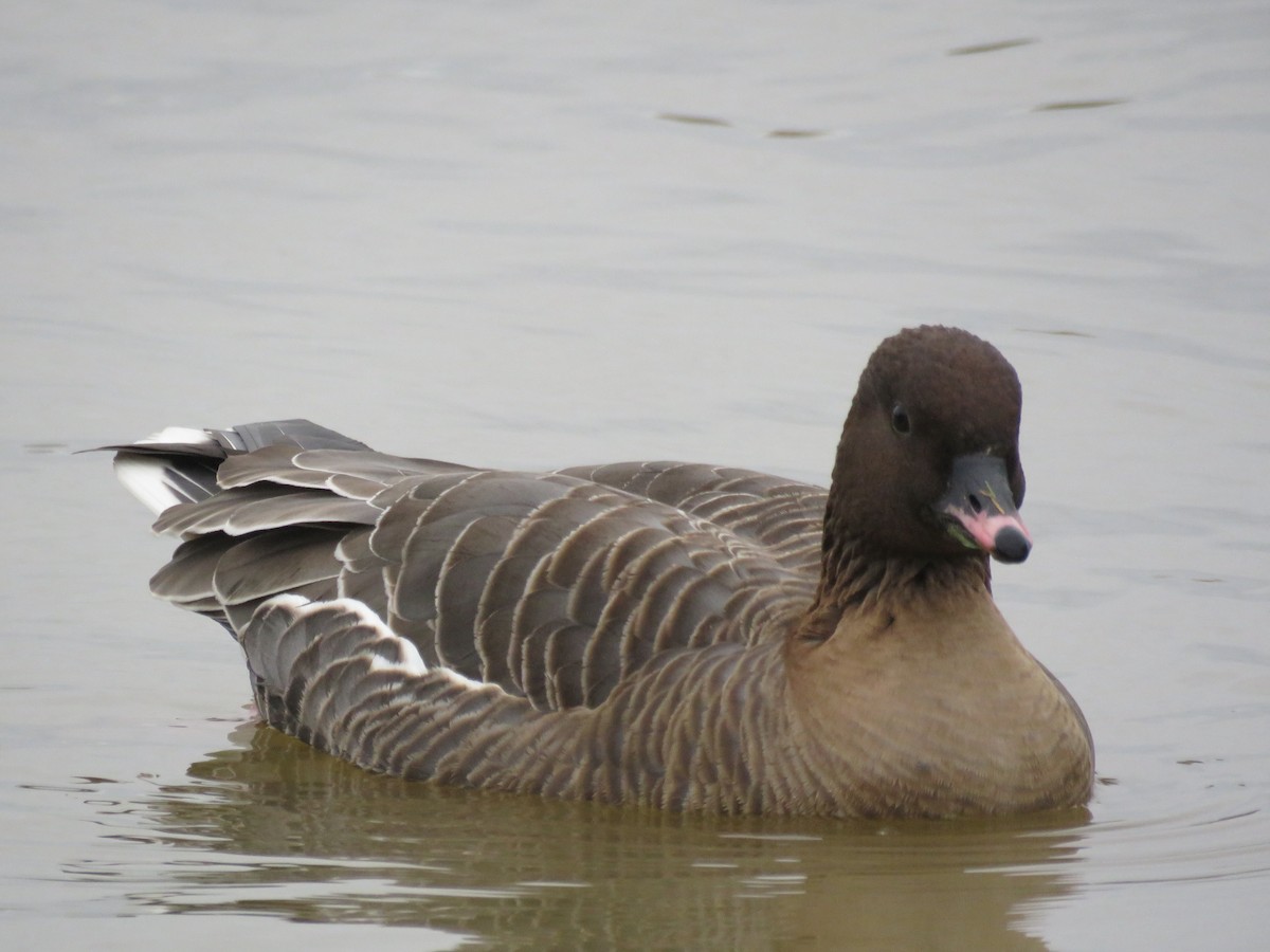 Pink-footed Goose - ML299299851
