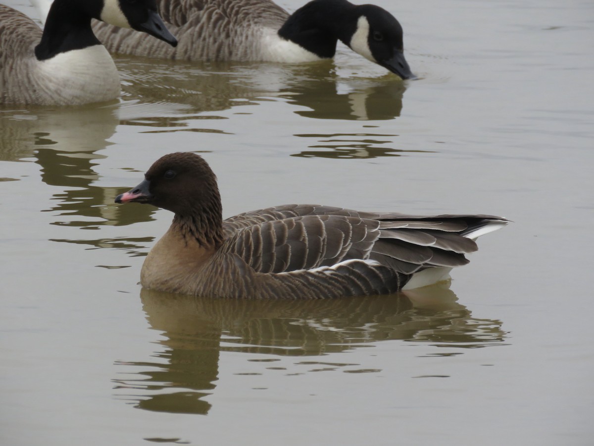 Pink-footed Goose - ML299299911