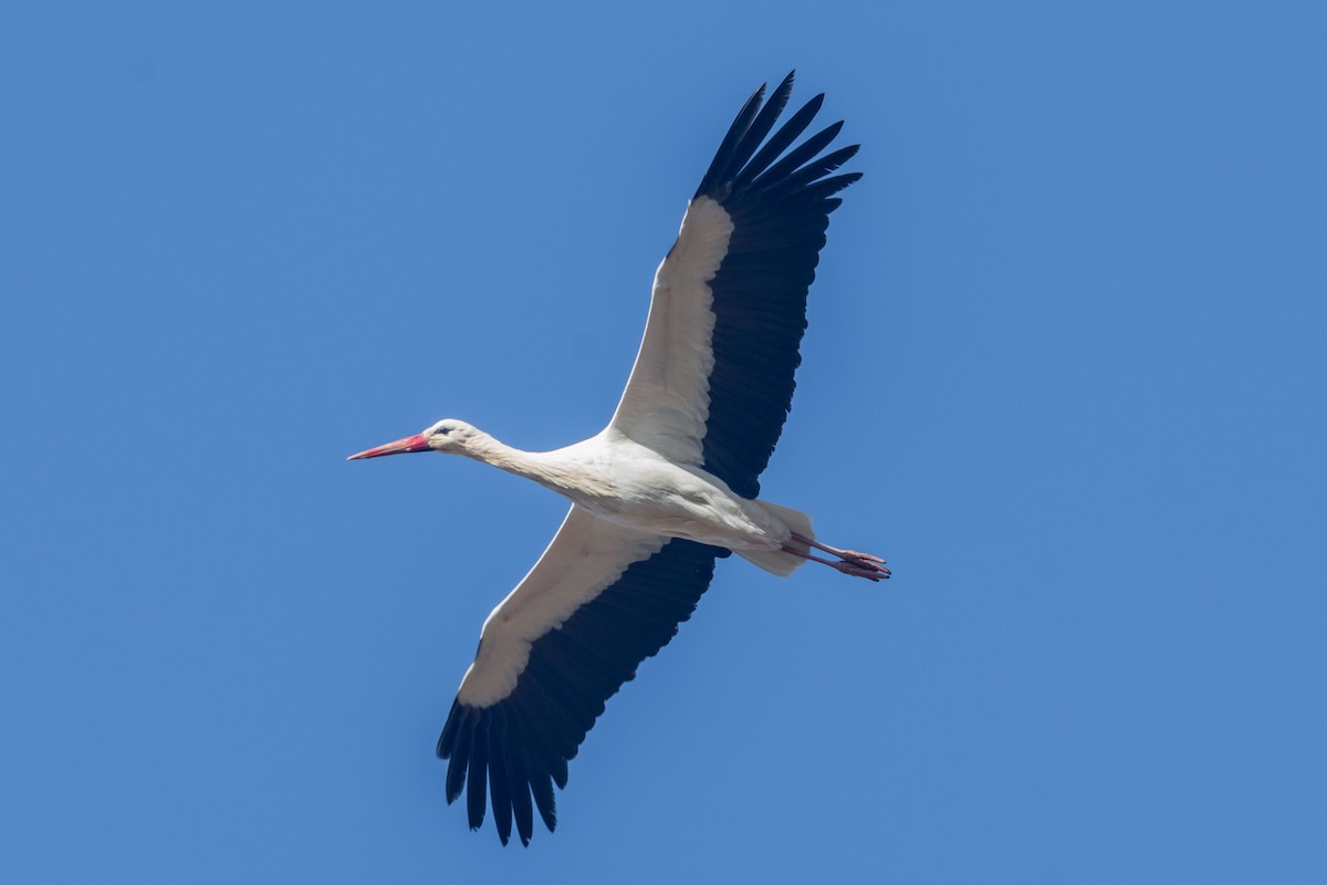 White Stork - Fátima Garrido Ceacero