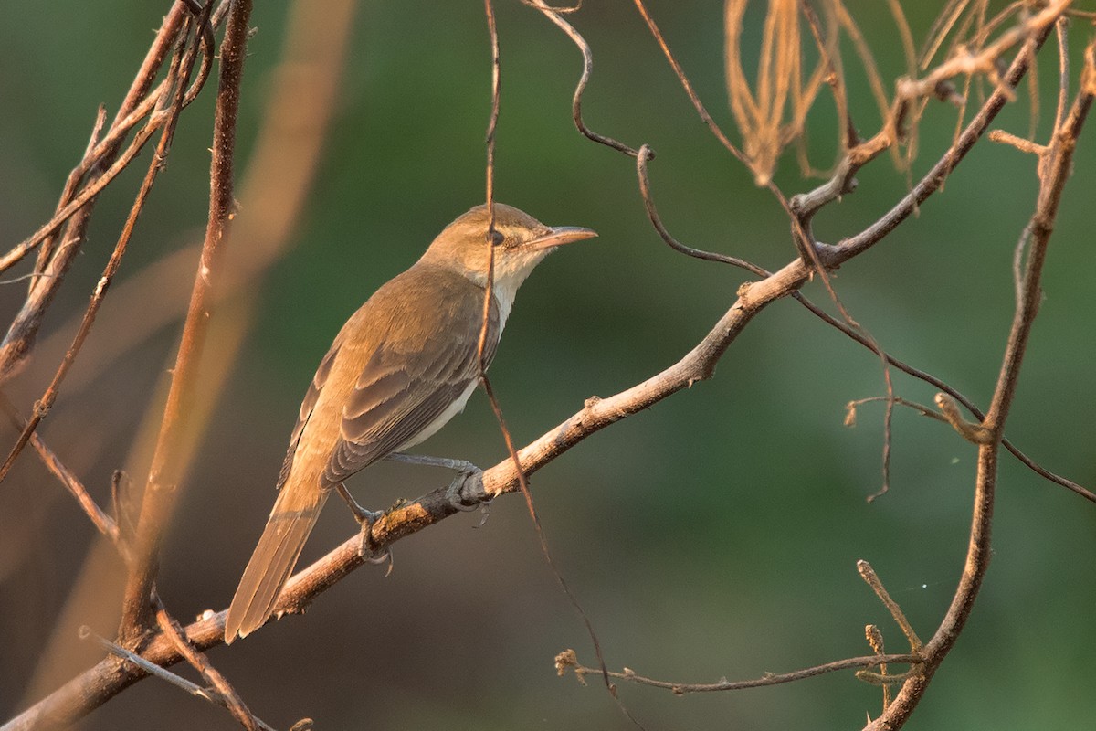Oriental Reed Warbler - Ayuwat Jearwattanakanok