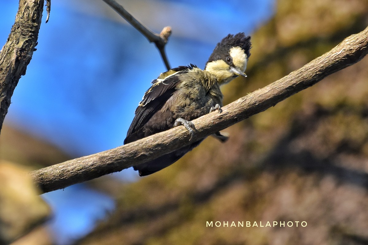 Heart-spotted Woodpecker - Mohan Bala