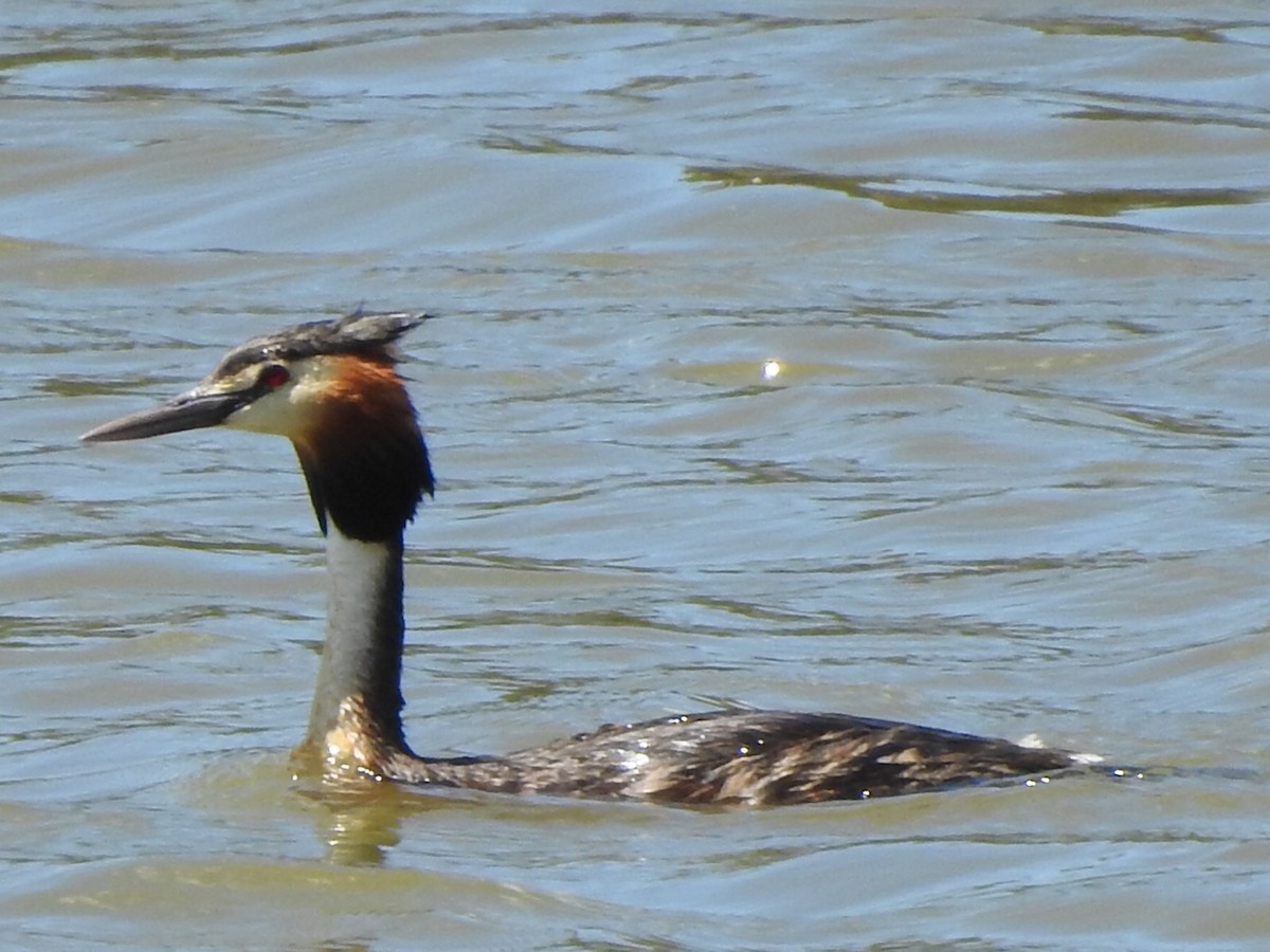 Great Crested Grebe - ML299316881